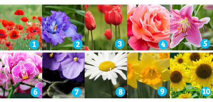 Izaberite cvijet koji vas najviše privlači i pogledajte rezultate