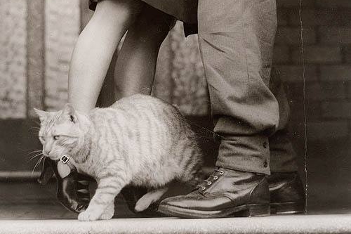 On, ona i mačka na kraju ljubavne priče