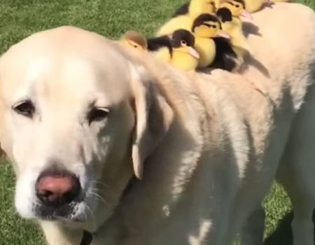 (VIDEO) LABRADOR FRED POSVOJIO DEVET NAPUŠTENIH PAČIĆA: Vodi ih na kupanje, nosi na leđima i čuva da ih ne pojede lisica
