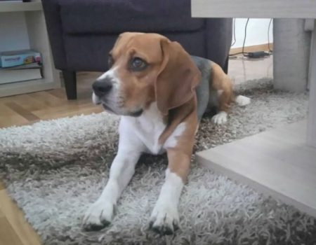 O psećem “čojstvu”