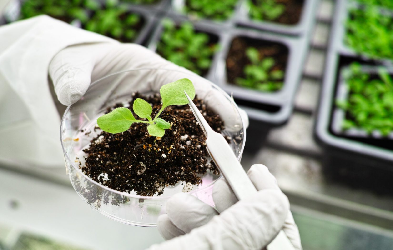 DA LI STE ZNALI ZA OVE ČETIRI SJAJNE KORISTI NIKOTINA?