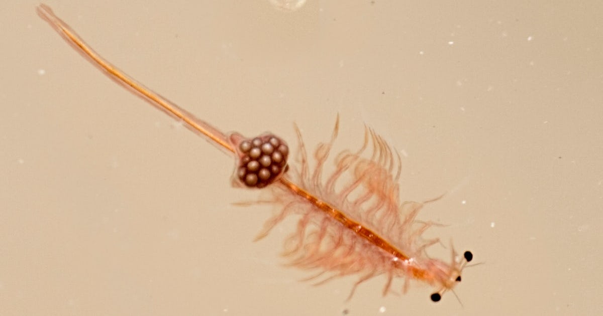 Šta su Sea Monkeys i zašto su idealni prvi ljubimci za djecu
