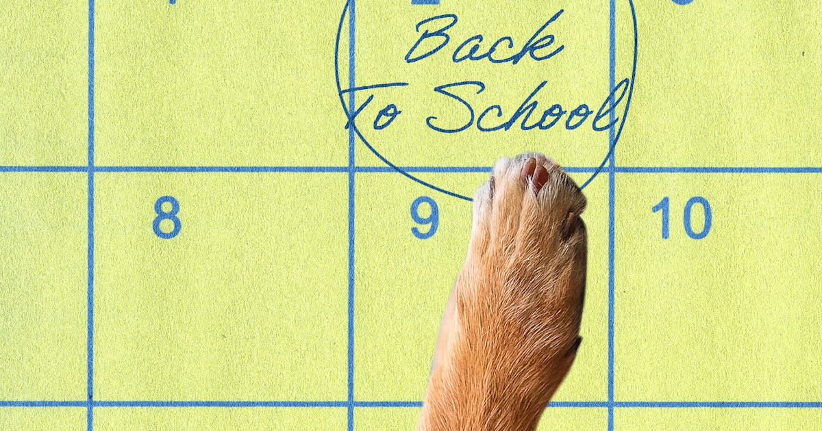 Kako pripremiti psa za povratak djece u školu: savjeti veterinarke