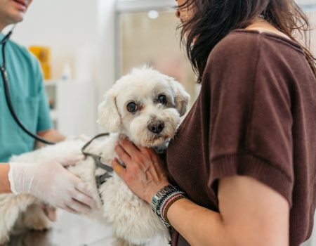 Kada odvesti ljubimca hitno kod veterinara: znakovi na koje morate obratiti pažnju