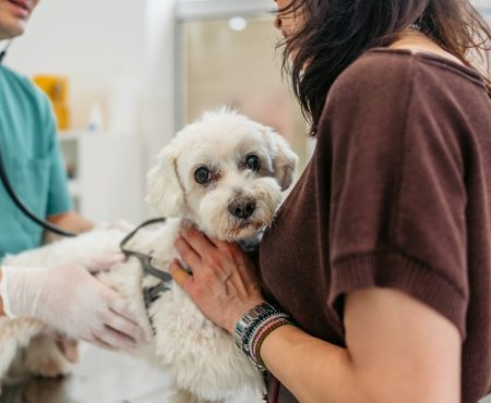 Kada odvesti ljubimca hitno kod veterinara: znakovi na koje morate obratiti pažnju