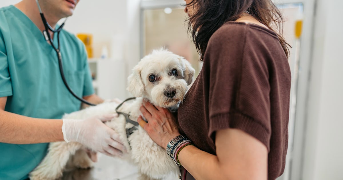 Kada odvesti ljubimca hitno kod veterinara: znakovi na koje morate obratiti pažnju